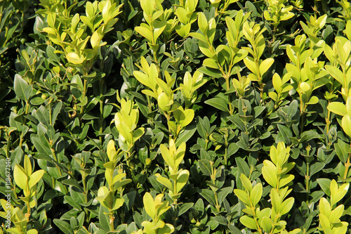 close photo of twigs of boxwood with fresh green leaves