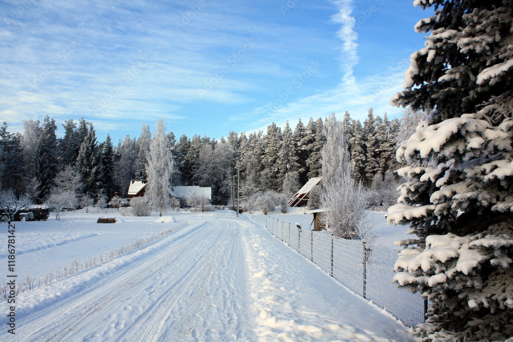 Obraz premium Winter snowy forest countryside