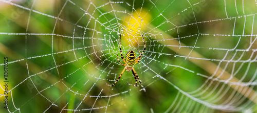 Wasp spider, Argiope, spider web covered by water droplets and dew