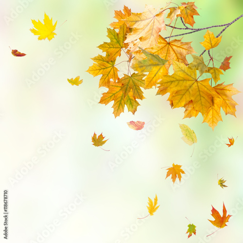 Bright autumn background