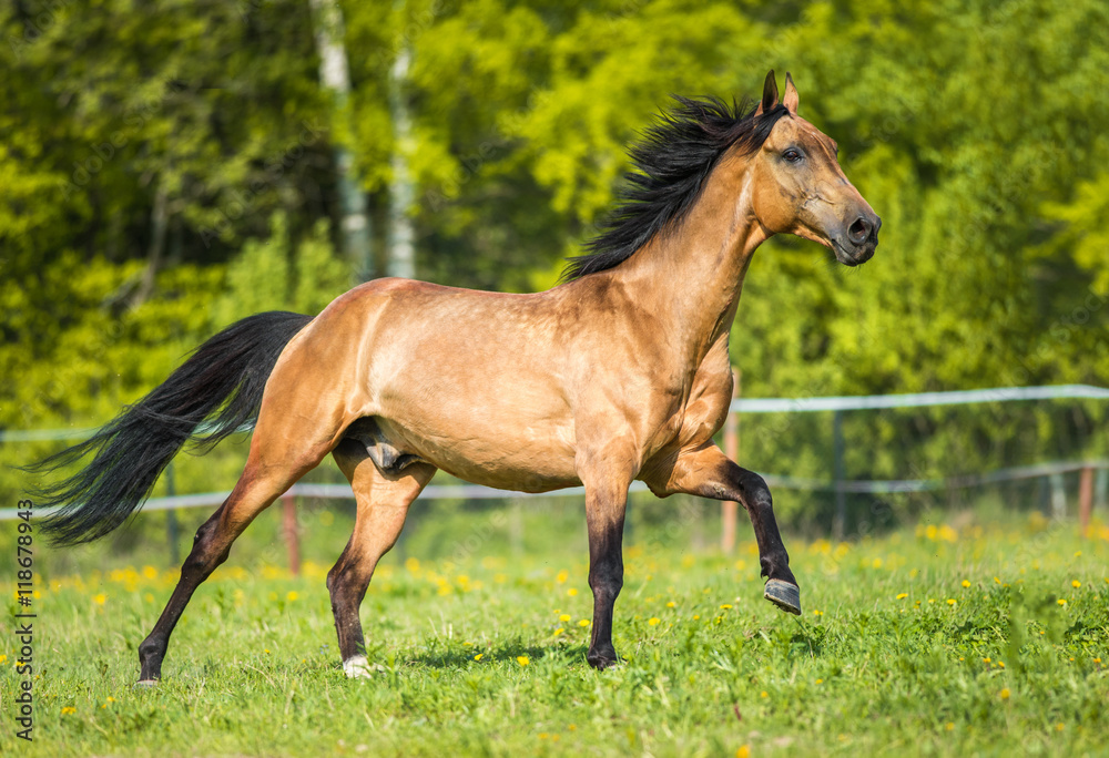 Golden bay Akhal-teke horse playing on the meadow Golden bay Akhal-teke horse playing on the meadow