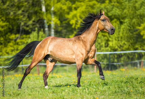Golden bay Akhal-teke horse playing on the meadow © Viktoria Makarova