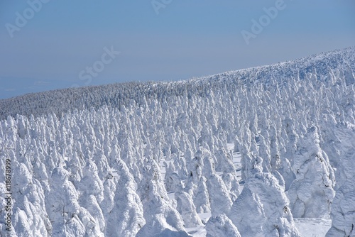 蔵王の樹氷