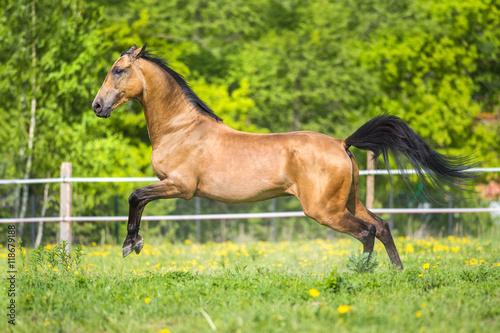 Golden bay Akhal-teke horse playing on the meadow