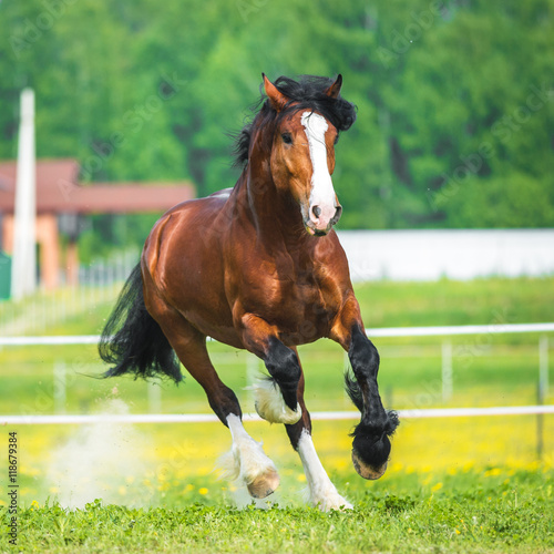 Foto Bay Vladimir Heavy Draft horse runs gallop on the meadow