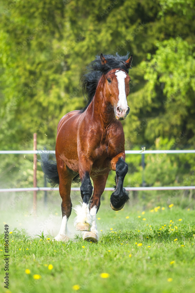 Fototapeta premium Bay Vladimir Heavy Draft horse runs gallop on the meadow