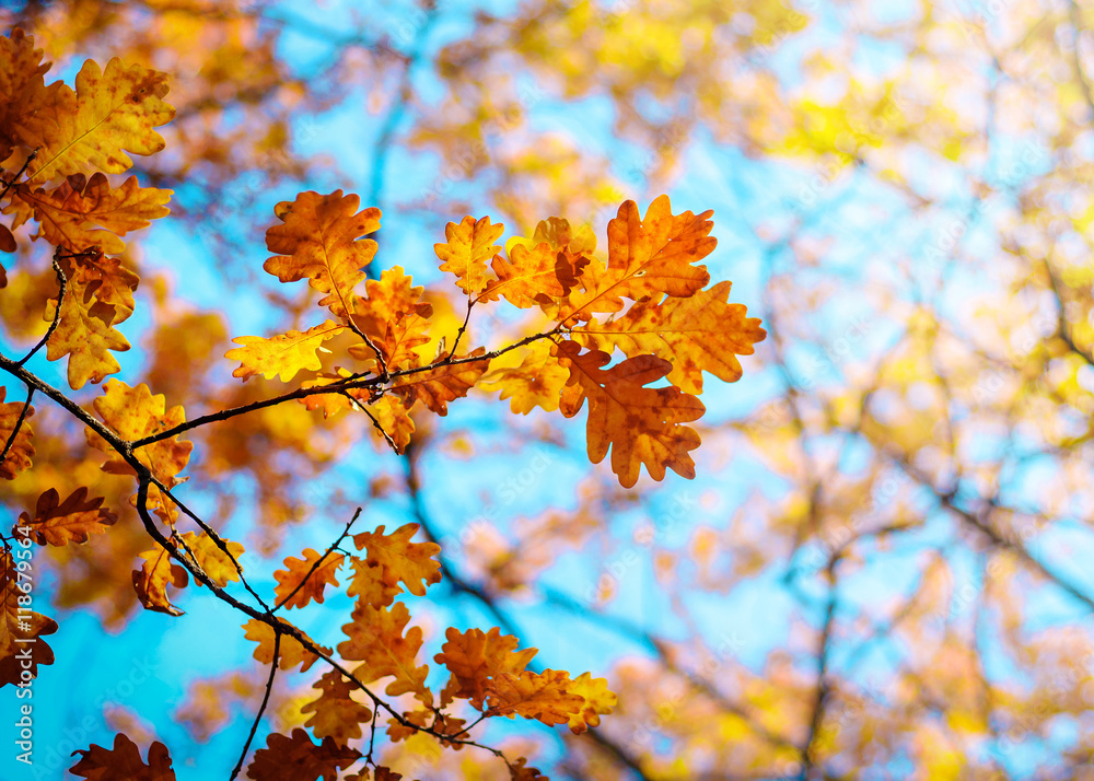 Autumn landscape. Autumn oak leafes, very shallow focus. Autumn landscape. Autumn oak leafes, very shallow focus.