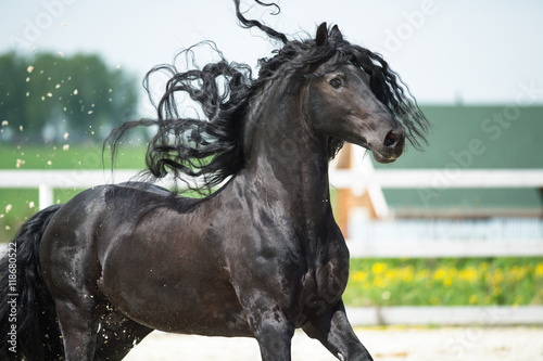 Black Friesian horse  portrain in motion