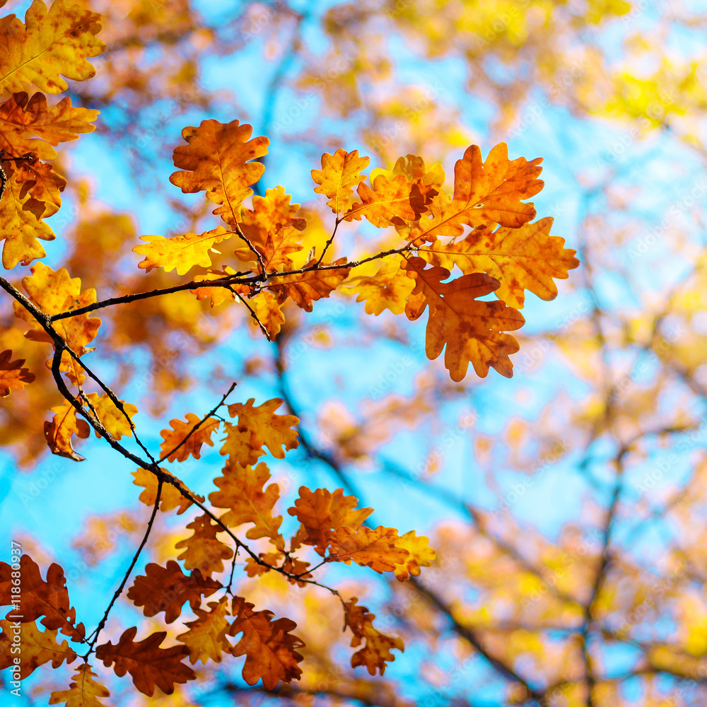 Autumn landscape. Autumn oak leafes, very shallow focus. Autumn landscape. Autumn oak leafes, very shallow focus.