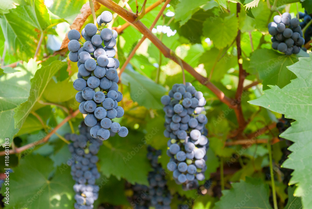 Blue grapes shined with the sun