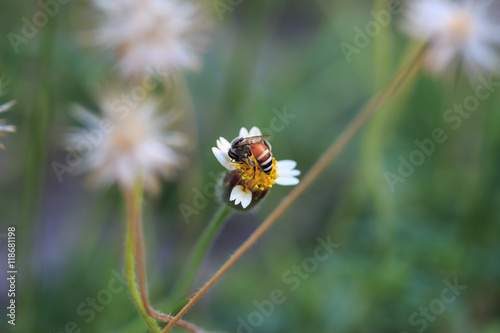 Honey bee on flower © natunya