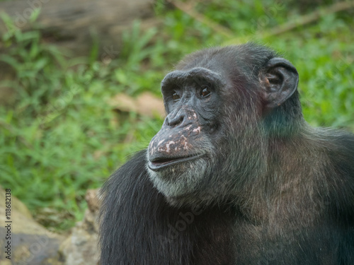 close up of a chimpanzee