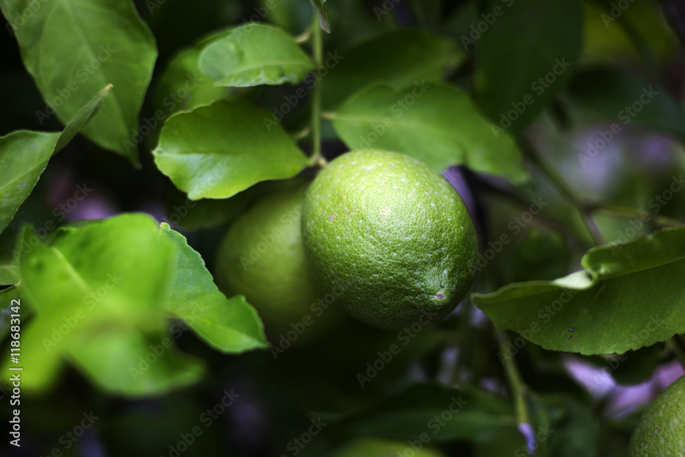 Organic lemon tree in Ivan Dolac village, Hvar island - Croatia Organic lemon tree in Ivan Dolac village, Hvar island - Croatia