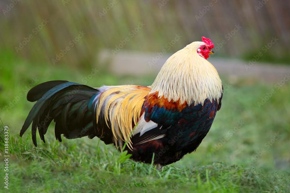 Chicken standing in grass