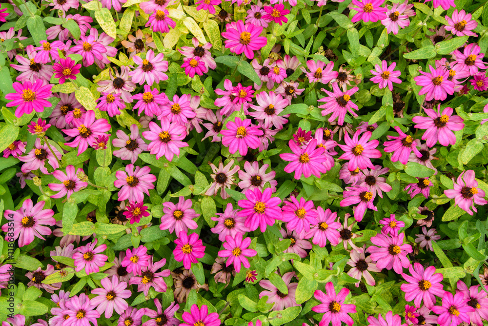Pink flowers with green leaves for background texture.