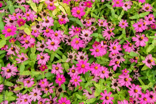 Pink flowers with green leaves for background texture.