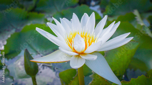 White Lotus Flower