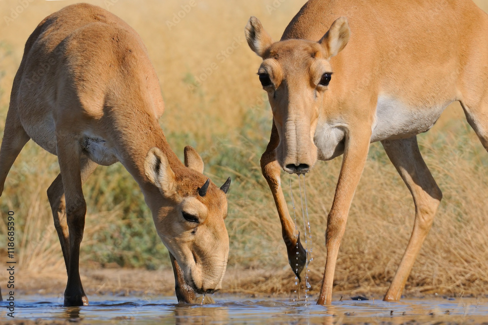 Wild Saiga antelopes at the watering place in the morning Wild Saiga antelopes at the watering place in the morning
