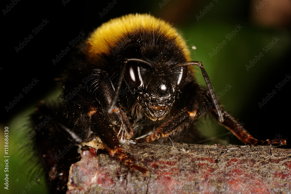 Bumblebee, Bombus Bumblebee, Bombus