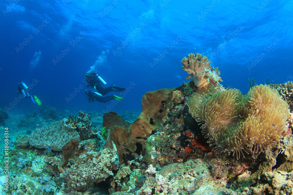 Scuba diver coral reef Scuba diver coral reef