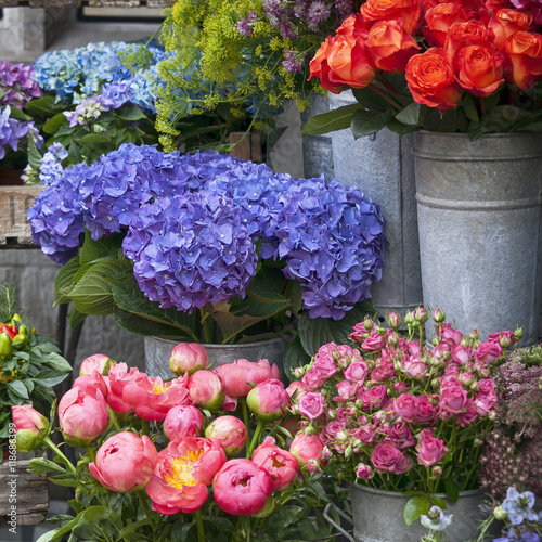 Wallpaper Mural Purple Hydrangea flower (Hydrangea macrophylla) in a garden Torontodigital.ca