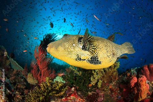 Puffer fish coral reef Kamodo National Park Indonesia photo
