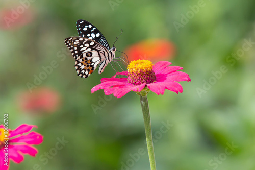 Beautiful butterfly with brightly colored flower