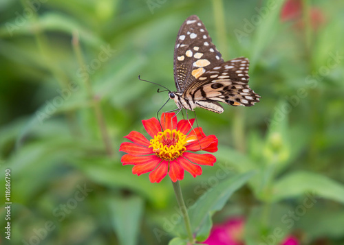 Beautiful butterfly with brightly colored flower
