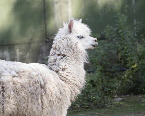 alpacas in the farm