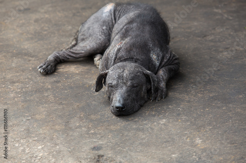 Mangy dog lying on oily floor