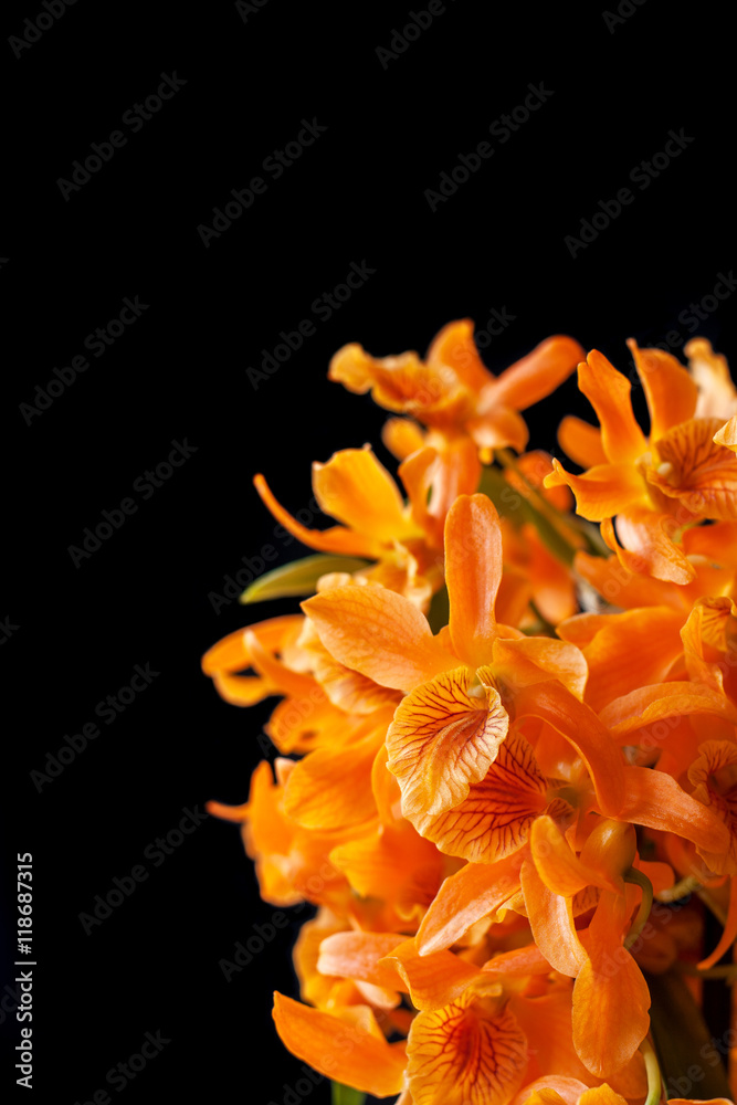 orange dendrobium orchid flowers orange dendrobium orchid flowers