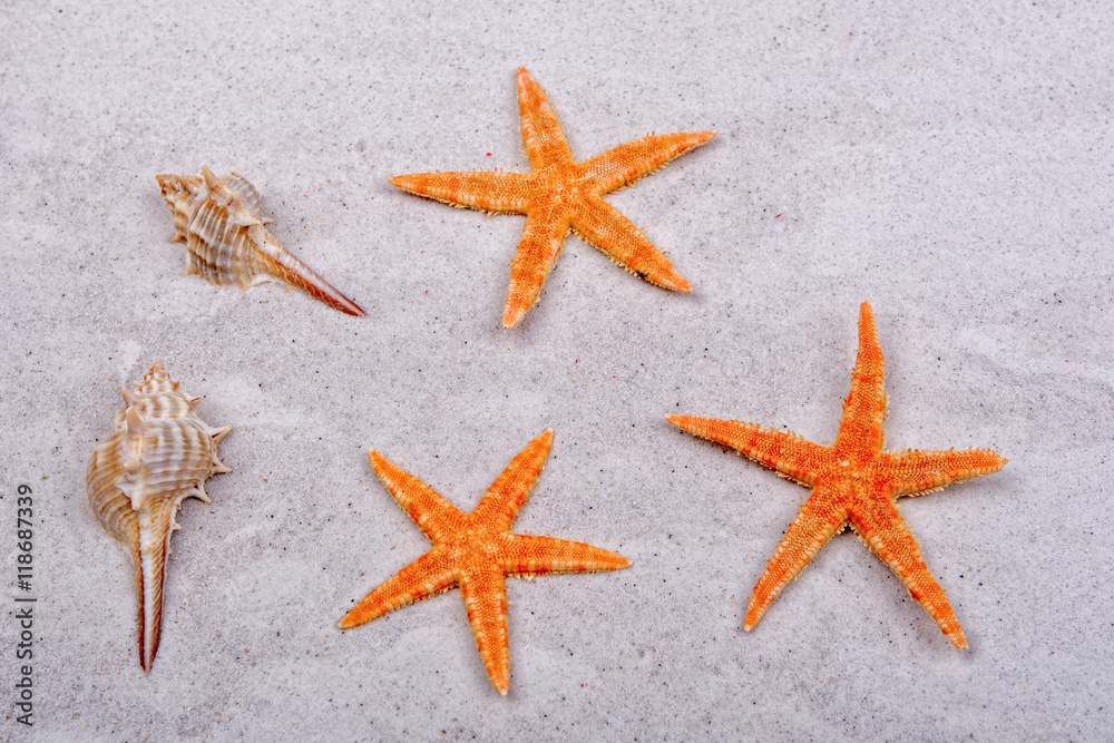 Orange starfishes and two shells on a sand Orange starfishes and two shells on a sand