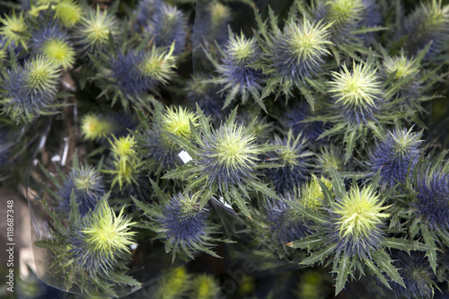 Eryngium planum Blue Sea Holly