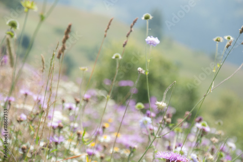 Flowering meadow on a background of mountains