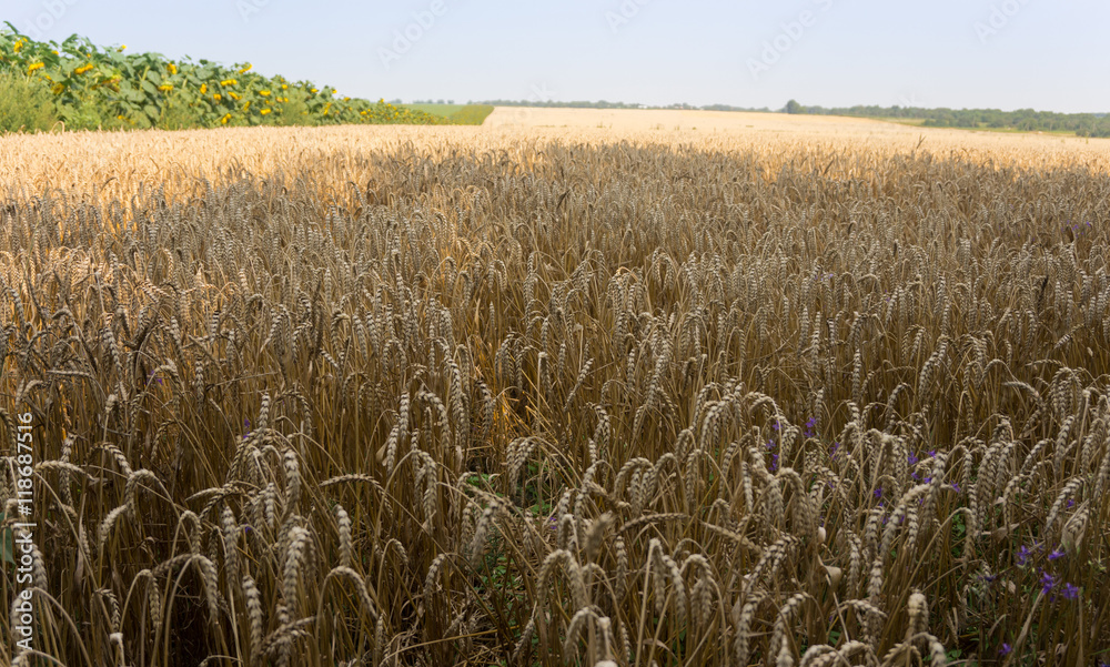 Naklejka premium Field with ripe ears of wheat