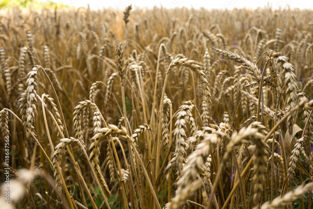 Fototapeta premium Field with ripe ears of wheat