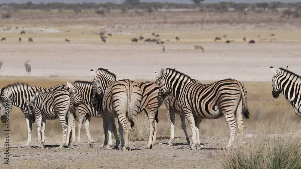 Herd of plains zebras (Equus burchelli) on the barren plains of Etosha National Park, Namibia Herd of plains zebras (Equus burchelli) on the barren plains of Etosha National Park, Namibia