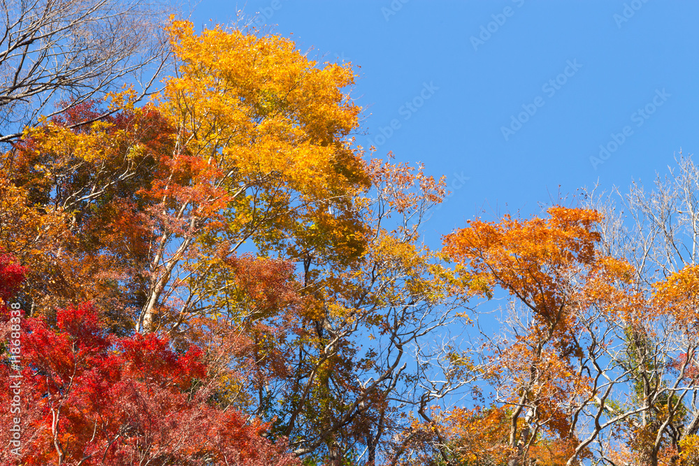紅葉するカエデ 紅葉するカエデ