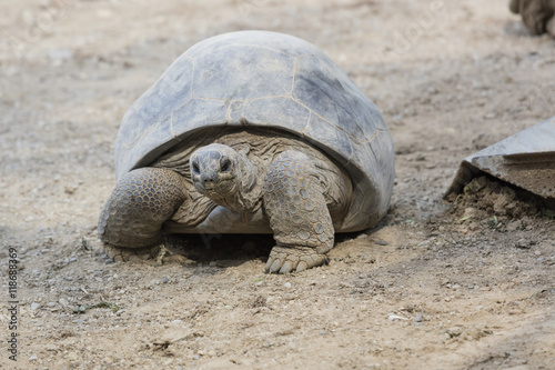 big tortoise