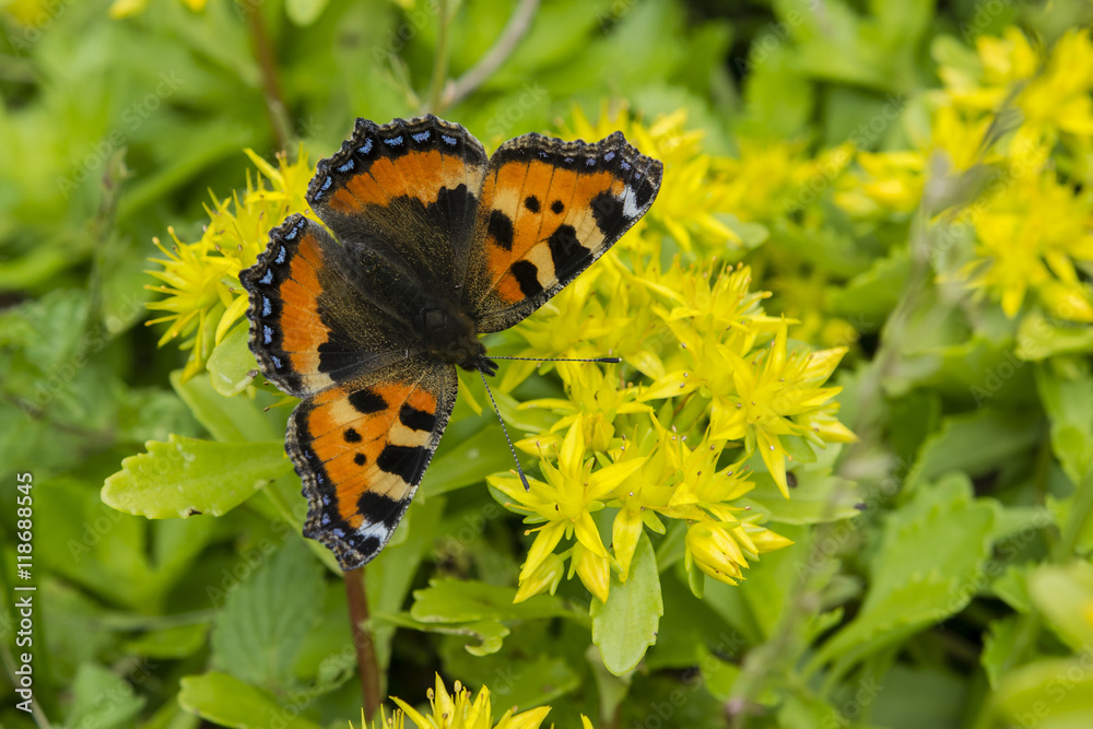 Butterfly small tortoiseshell on yellow flowers. Butterfly small tortoiseshell on yellow flowers.