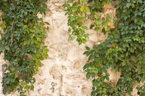 Photo of green leaves against old stone wall