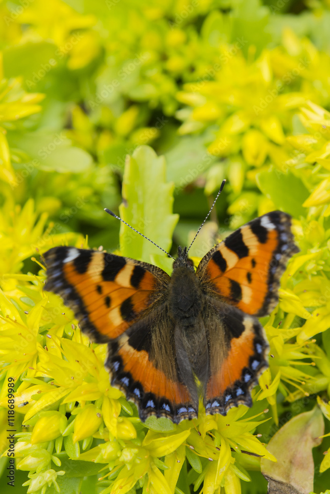 Obraz premium Butterfly small tortoiseshell on yellow flowers.