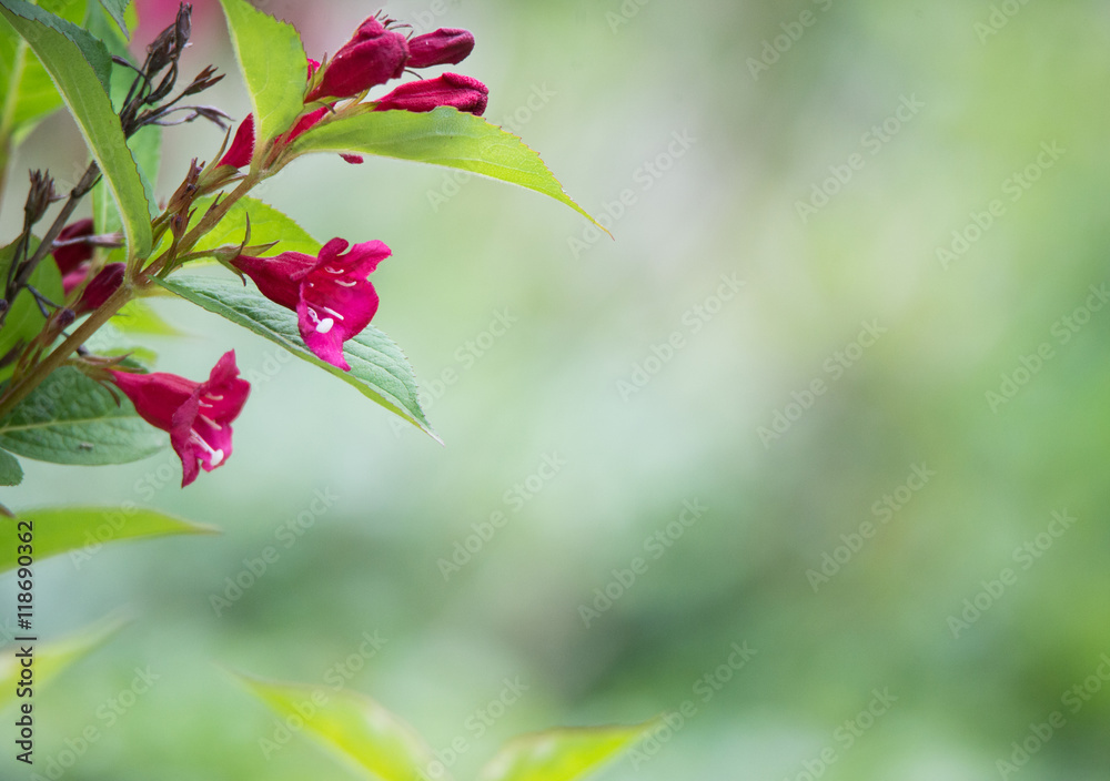 detail of a pink trumpet bush on a soft green background