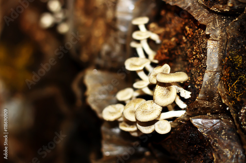 white mushrooms in farm photo