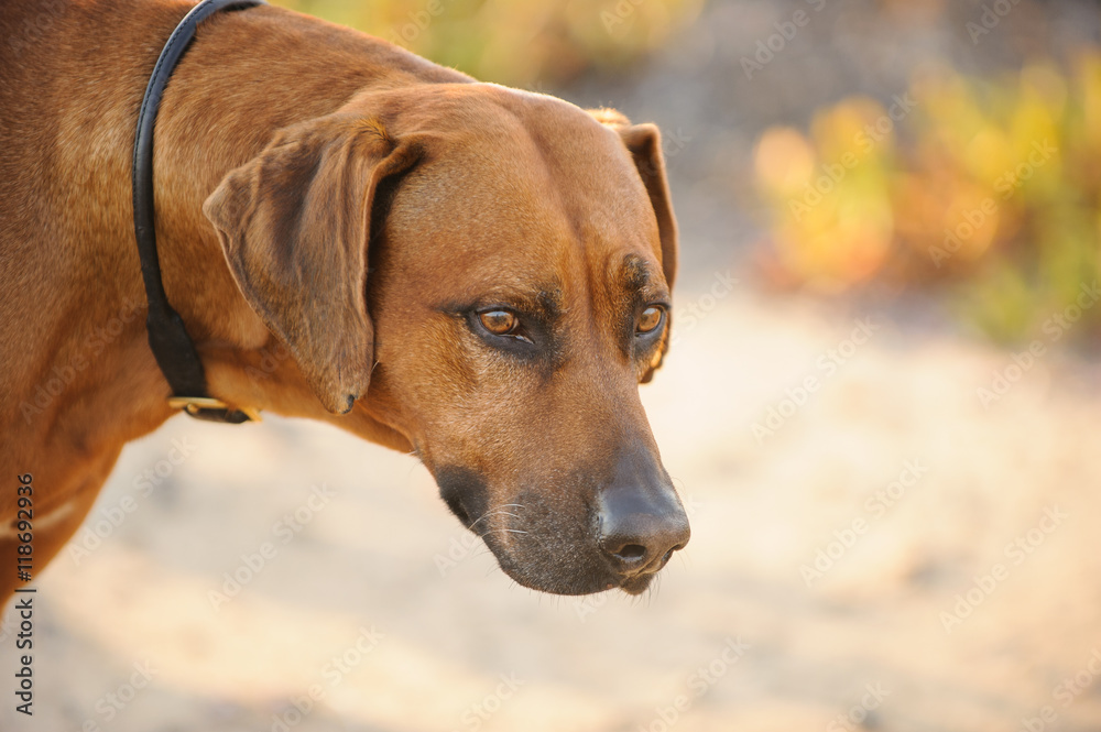 Rhodesian Ridgeback dog close up against natural environment and dirt path Rhodesian Ridgeback dog close up against natural environment and dirt path