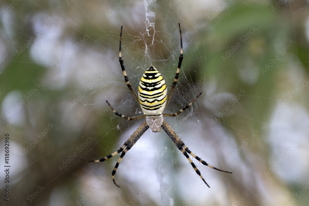 Spider on spiderweb Spider on spiderweb