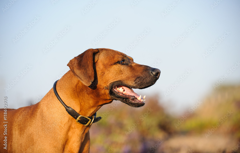Rhodesian Ridgeback dog in natural environment with blue sky