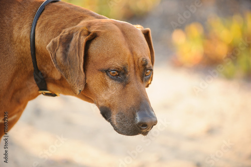 Rhodesian Ridgeback dog close up against natural environment and dirt path