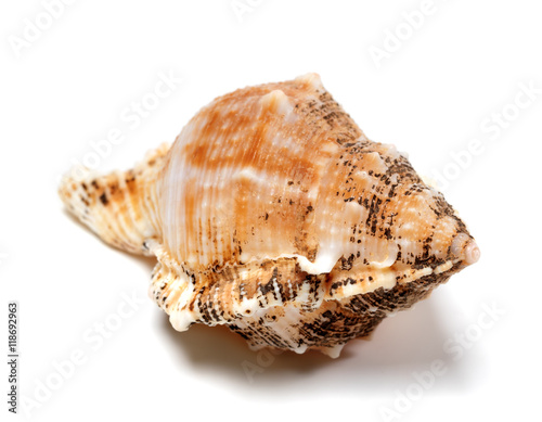 Shell of Bursa bubo