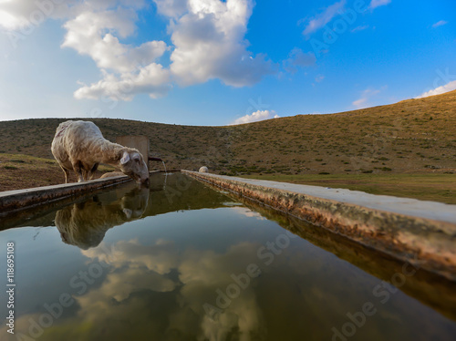 Su İçen Koyun photo